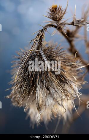 Thistle plant Silybum marianum. Fluffy flower dry thorny plants. Autumn natural blurred background, selective focus. Close-up Stock Photo