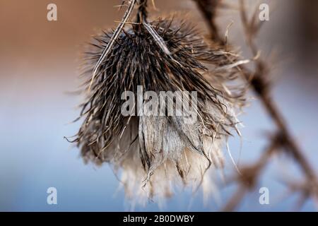 Thistle plant Silybum marianum. Fluffy flower dry thorny plants. Autumn natural blurred background, selective focus. Close-up Stock Photo