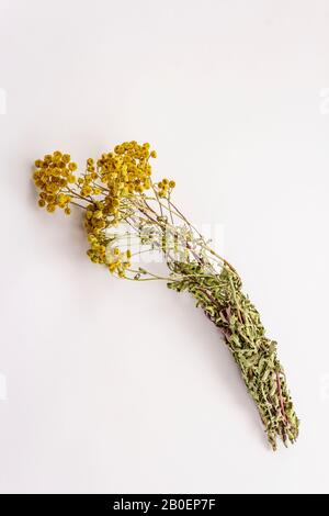 Dry bouquet Tanacetum vulgare isolated on white background. Medicinal plant, alternative medicine Stock Photo