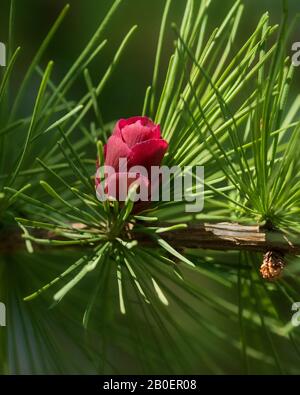 Larch tree female red cone looking like a beautiful flower Stock Photo