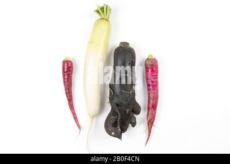 Close up of big black radish (Noir Long Maraicherand), white radish (Daikon) and long pink radish.  Tree kinds of radish on white background, flat lay Stock Photo