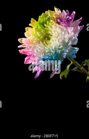 Multicolored flower on black background Stock Photo