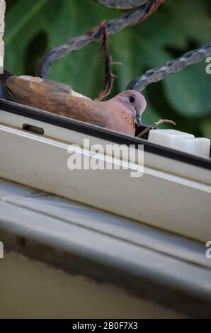 Lovely Dove sitting on her Egg Stock Photo