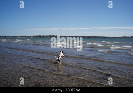 A puppy English Springer spaniel excitement of her first dip in the sea and seeing waves at Lepe Beach Hampshire looking across to the Isle of Wight. Stock Photo