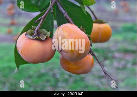 Persimmons 'Fuyu' variety hanging on branch, Diospyros kaki, also known as Japanese persimmon, California. Stock Photo