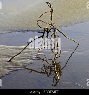 Driftwood standing in tidal pool on the sandy beach at low tide at Penbryn Cardigan Bay in south west Wales UK Stock Photo
