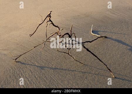 Abstract drftwood on compacted beach with detailed tidal patterns in the sand at low tide on Penbryn beach in south west Wales UK Stock Photo