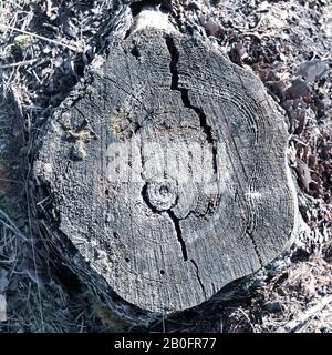 Weathered tree stump from above in forest. Monochrome natural round shape of a tree with cracks and year layers Stock Photo