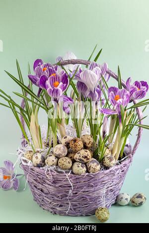 Wicker basket with crocuses. It contains quail eggs. Getting ready for Easter. On a green background. Copy space Stock Photo