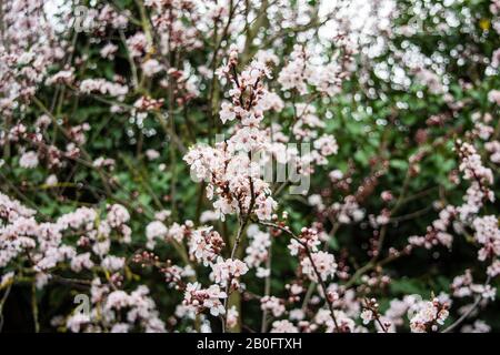 2 branches of a cherry plum prunus cerasifera with pink white blossom crossing each other  against a background of other branches of blossom Stock Photo