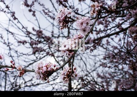 A branch of cherry plum prunus cerasifera blossom  in close foreground focus against grey sky and other branches of blossom blurred Stock Photo