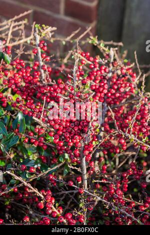 A flat spray cluster of red berries of the Cotoneaster horizontalis shrub with other twigs and berries out of focus in the background Stock Photo