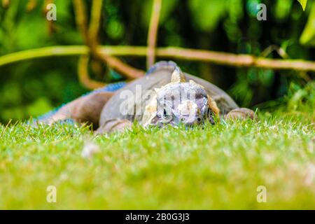 Iguana perched in the green grass Stock Photo