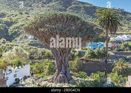 Dracaena draco, the Canary Islands dragon tree or drago in the northern Tenerife town of Icod de los Vinos on the island of Tenerife Stock Photo