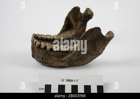 Plaster cast of the lower jaw of a Paranthropus robustus crassidens (Australopithecus robustus)., Casting, lower jaw, plaster, 13.5 x 9.4 x 9.1 cm, prehistoric period, South Africa