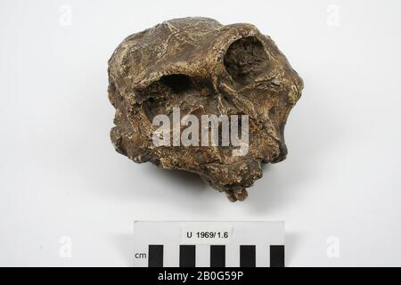 Plaster cast of a skull of a Paranthropus robustus crassidens (Australopithecus robustus). Some chips from the surface, casting, skull, plaster, 17,5 x 15 x 10 cm, prehistory, South Africa