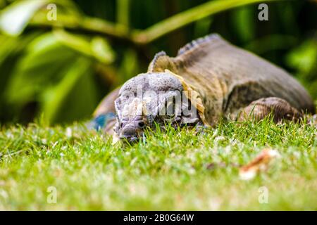 Iguana perched in the green grass 4 Stock Photo
