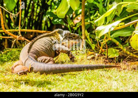 Iguana perched in the green grass 7 Stock Photo