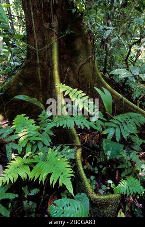 ECUADOR, AMAZON BASIN, NEAR COCA, RAIN FOREST FLOOR WITH FERNS GROWING AROUND TREE TRUNK Stock Photo