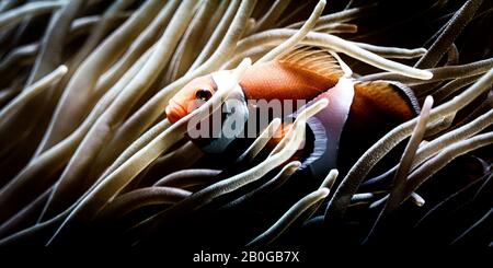 Clown fish and sea anemone Stock Photo