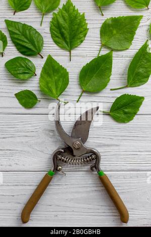 A garden secateur and green leaves on a white rustic wooden background. Pruning plants in the garden. Gardening, creative. Top view. Stock Photo