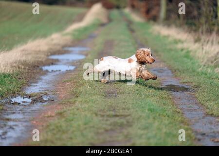 English Cocker Spaniel dog outdoors. Stock Photo