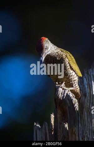 Great spotted woodpecker in sunlight on tree trunk. Stock Photo