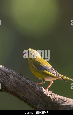 Male greenfinch on branch in sunlight. Stock Photo
