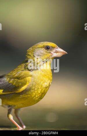 Male greenfinch in sunlight. Side view. Stock Photo