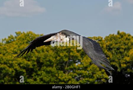 Marabou Stork, leptoptilos crumeniferus, Adult in Flight, Masai Mara Park in Kenya Stock Photo