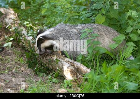 Meles Rulo European Badger, meles meles, Normandy Stock Photo - Alamy
