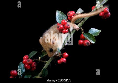 Common Dormouse, muscardinus avellanarius, Normandy Stock Photo