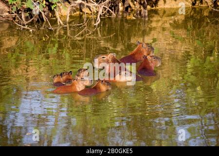 Capybara, hydrochoerus hydrochaeris, Group standing in river, Los Lianos in Venezuela Stock Photo