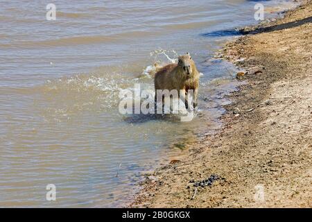 Capybara, hydrochoerus hydrochaeris, emerging from River, Los Lianos in Venezuela Stock Photo
