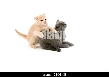 2 MONTHS OLD SCOTTISH FOLD CREAM AND BLUE KITTENS Stock Photo