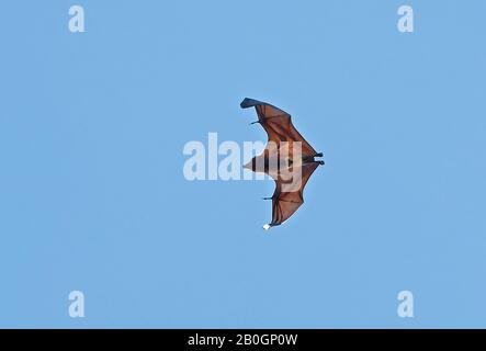 Greater Mascarene Flying Fox (Pteropus niger) adult in flight  Mauritius                    November Stock Photo