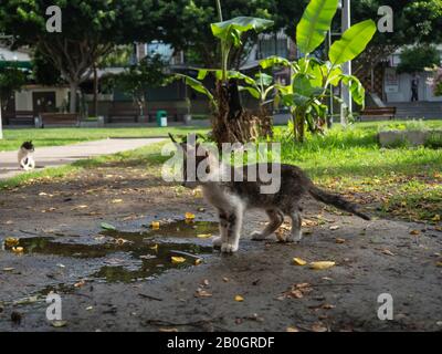 stray cats in a garden Stock Photo