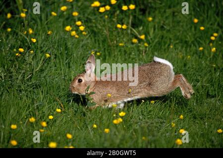 European Rabbit,  oryctolagus cuniculus, Running Throught Yellow Flowers, Normandy Stock Photo