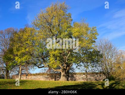 Big old European Ash tree, Fraxinus excelsior, in a beautiful sunny day of autumn. Suomenlinna, Helsinki, Finland. October 2019. Stock Photo