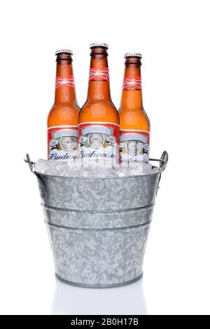 IRVINE, CA - MAY 27, 2014: Budweiser bottles in a bucket of ice. From Anheuser-Busch InBev, Budweiser is one of the top selling domestic beers in the Stock Photo