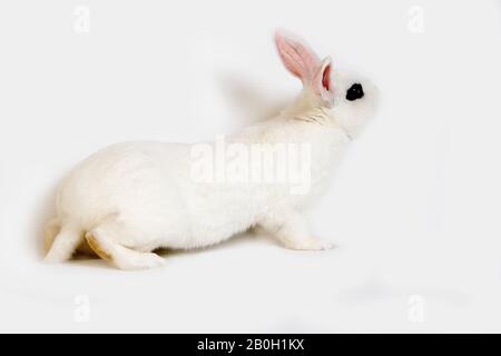 Hotot Domestic Rabbit, Breed From Normandy Stock Photo