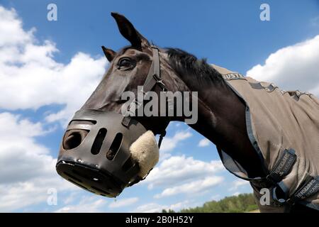 22.06.2019, Bruemmerhof, Lower Saxony, Germany - Horse wears a muzzle. 00S190622D270CAROEX.JPG [MODEL RELEASE: NO, PROPERTY RELEASE: NO (c) caro image Stock Photo