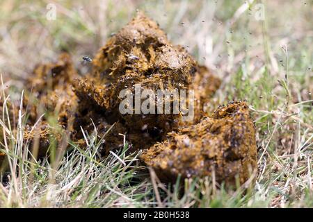 22.06.2019, Bruemmerhof, Lower Saxony, Germany - Flying on fresh horse dung. 00S190622D291CAROEX.JPG [MODEL RELEASE: NO, PROPERTY RELEASE: NO (c) caro Stock Photo