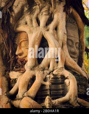 Ancient Khmer stone face sculpture trapped under overgrown roots at a temple in Siem Reap, Cambodia.