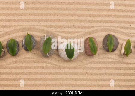 Leaves lie on stones on zigzag lines of sand. Copy space. Top view Stock Photo