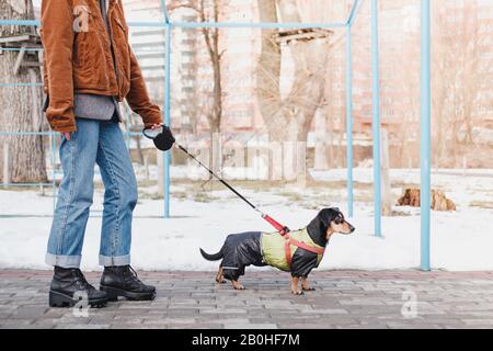 Walking a dog on the leash at park. Female person with a dachshund at walk, snowy season Stock Photo