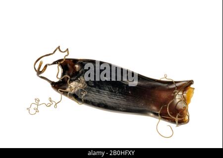Egg case / mermaids purse of small-spotted catshark / lesser spotted dogfish shark (Scyliorhinus canicula) against white background Stock Photo
