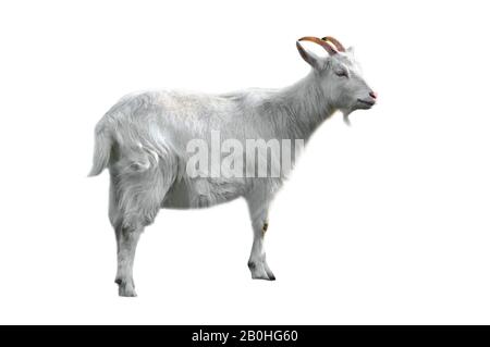 Belgian breed Flemish goat (Capra hircus), Belgium Stock Photo