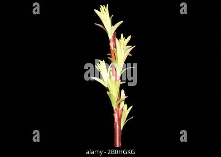 Close up weeping  willow on black background – Royalty Free Stock photo. Blooming  osier on dark sky with copy space Stock Photo