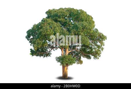 Big Mango tree on white background, beautiful trees from Thailand,  For use in architectural design Stock Photo